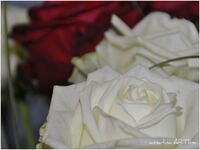 white rose, vanentine, webcard