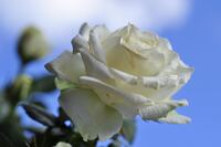 white rose, edelrose