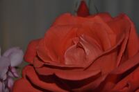 Red Rose, Rote Rose, Rosenfoto