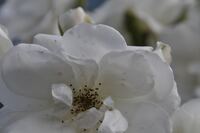 Bobbie James, white rose, Rose