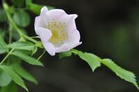Wilde Waldrose, white rose
