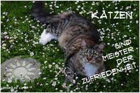 Katzenzitat, Katze, Caturday